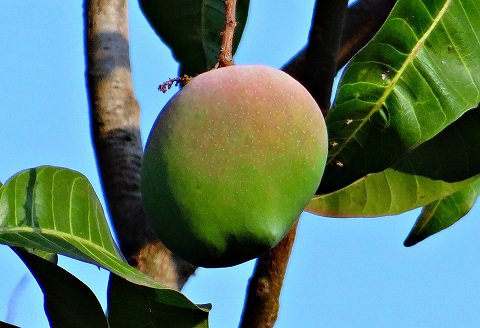 AdamaAgri's tweet photo. “Foreign” crops dominate national food consumption and farming practices worldwide https://t.co/pRt5BO5N4F @CIAT_ #MostRead2016 https://t.co/oP6wEbvmhs