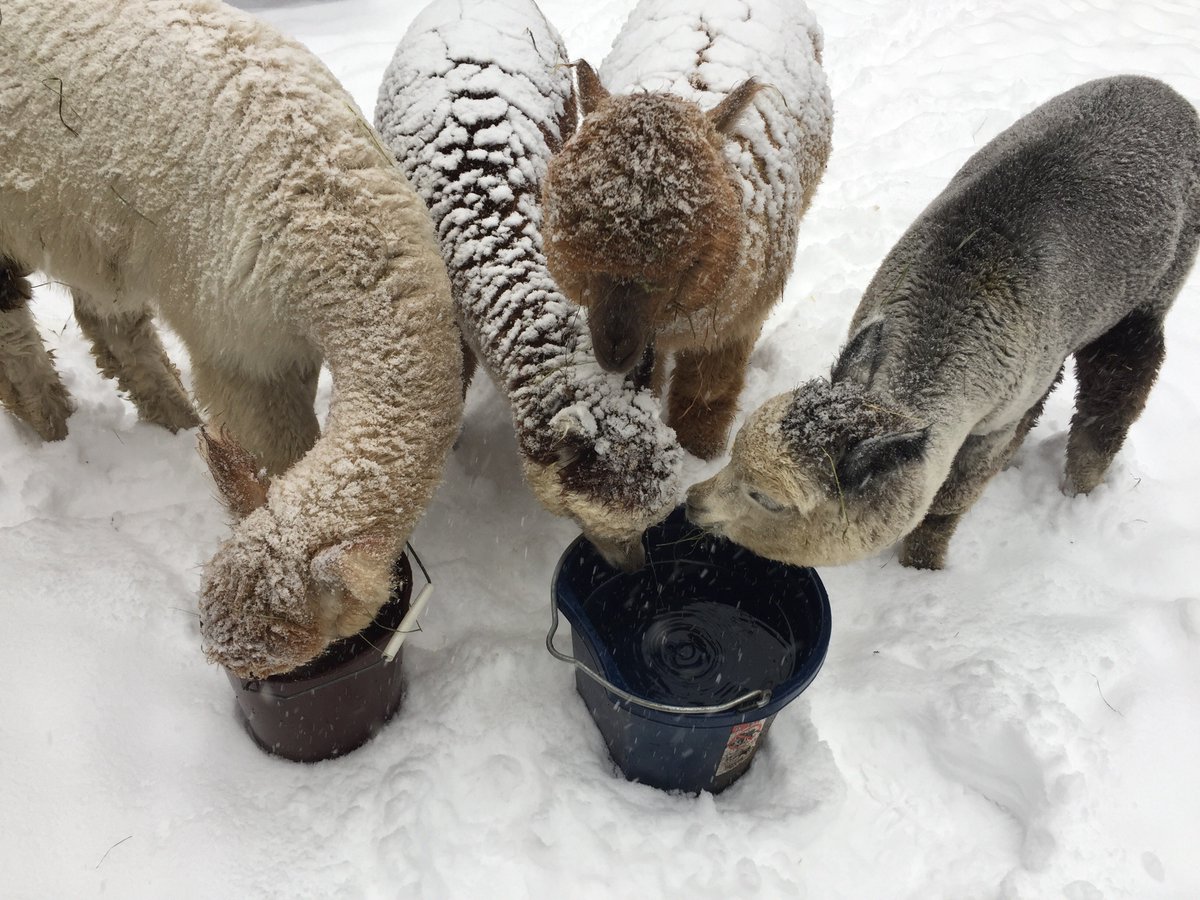The alpacas loved the snow!  I couldn’t get the to go in barn!