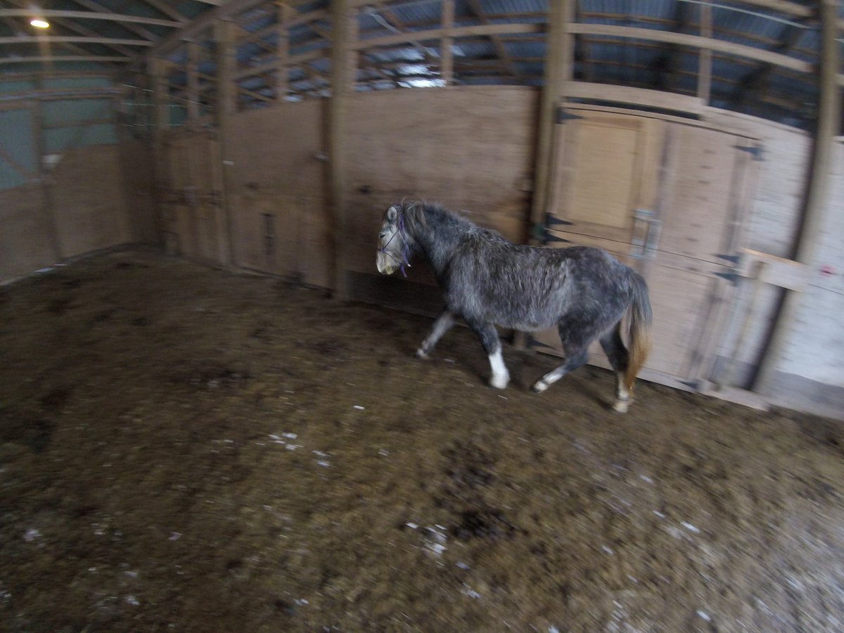 PEGboxes's tweet image. Free lunging Cleo with new GoPro; I didn’t release I was doing stills and not video.#GoProFail #PEG #PonyExpressGirls