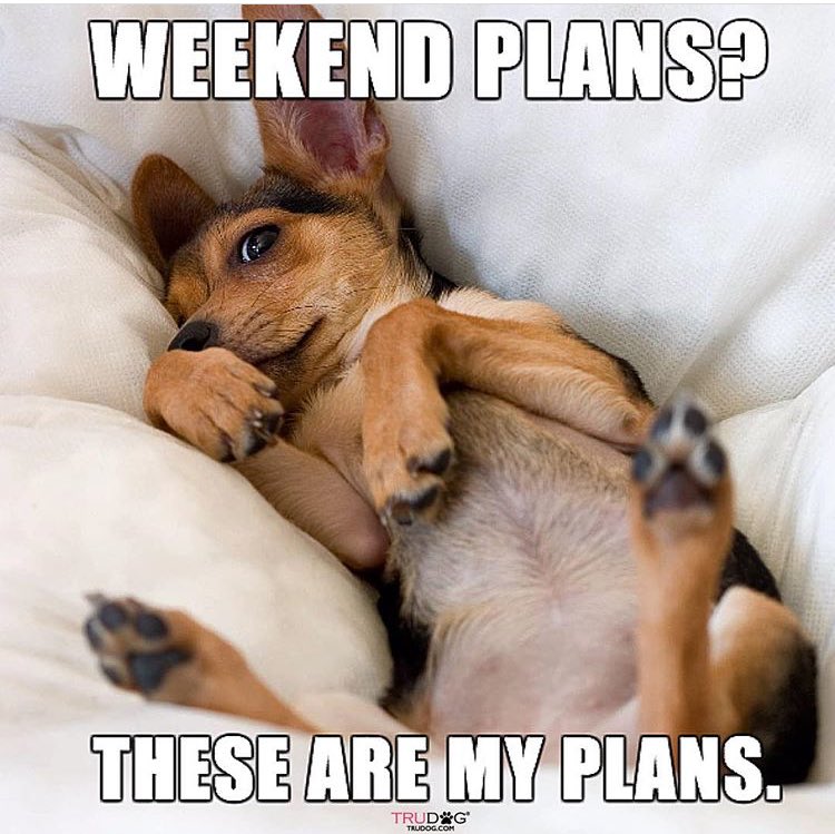 TruPet's tweet photo. Because why would you ever want to leave your couch? https://t.co/HkrCNgZTpq