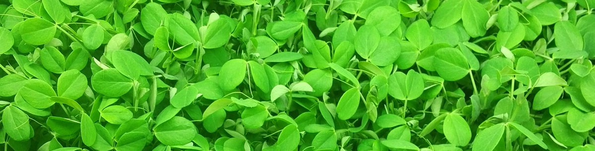 Can you ID this #microgreen? These delicate shoots are know for adding wonderful flavor that evokes spring.