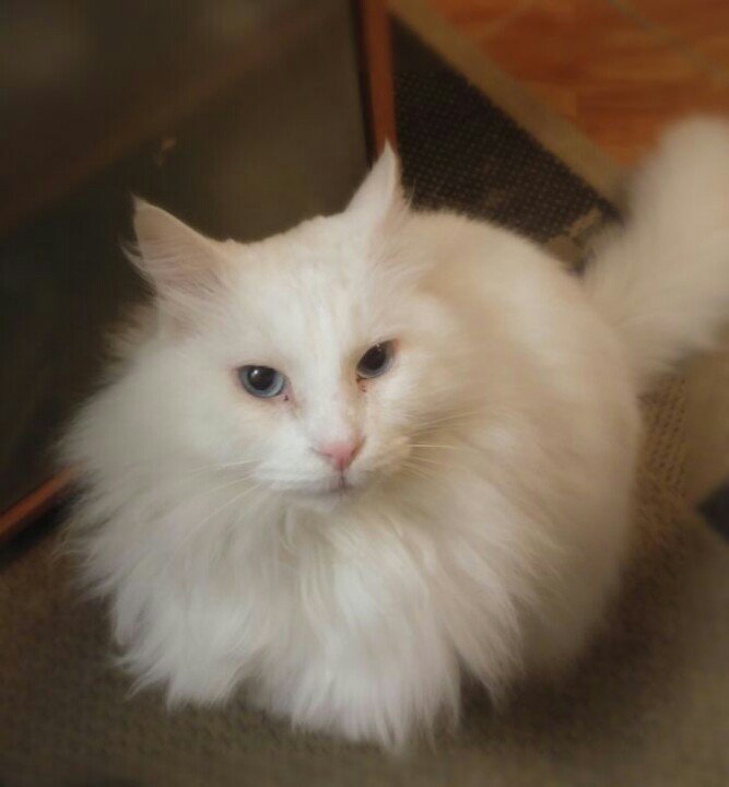 BorisShirotshug's tweet photo. Su Radiante Felineidad manda ronroneos felices cumpleañeros a @Sgalvan #PalabraDeBoris 🍰🍴🍷 https://t.co/3aGCLA1qSm