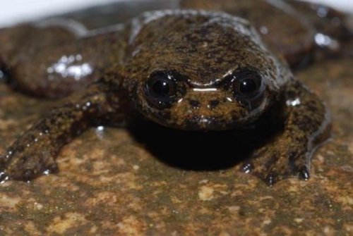 RnfrstAlliance's tweet photo. Woah! This #frog has no lungs. Find out why: https://t.co/vlZbk7CA5c #FrogFriday #EvolutionIsCool https://t.co/U0cdaHOnyD