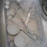 閲覧注意 刺身用のスルメイカを解剖したらこんなの出てきた そして食べてみた マジか キモイけど面白い Togetter 閲覧注意 刺身用のスルメイカを解剖したらこんなの出てきた そして食べてみた マジか キモイけど面白い Togetter