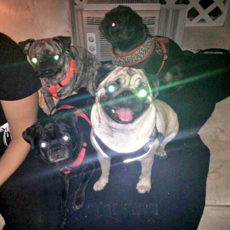 LolaTheLovePug's tweet photo. Happy Friday the 13th! 
#friday13th #FridayThe13th #Aliens #PugAliens? #ScaryPugs https://t.co/JrNh2m6VSh