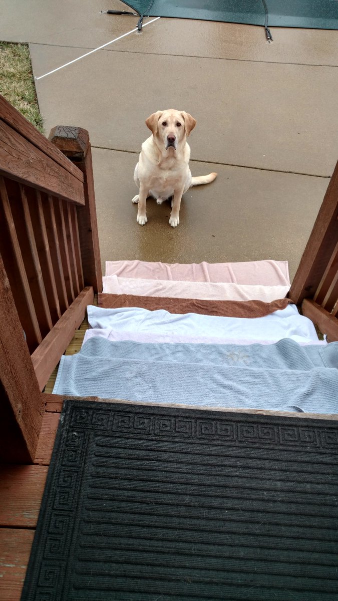 kckettinger's tweet photo. Keeping stairs safe for my #four-legged friend during #icestorm2017 #stlwx #hsmo #ThinkingOutsideOfBox #OutOfPetSafeSalt #dog #towels https://t.co/8TU5Cl5gVt