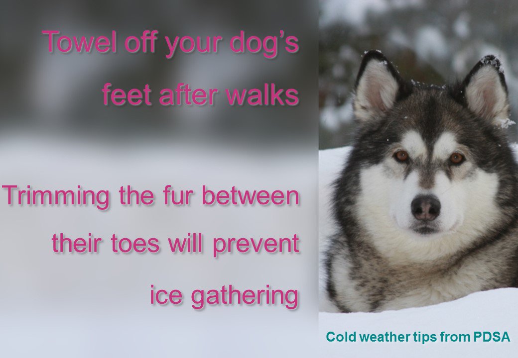 PDSA_HQ's tweet photo. More from our #WinterPetTips on keeping your pup's paws in peak condition! https://t.co/hd6Y71gMCF