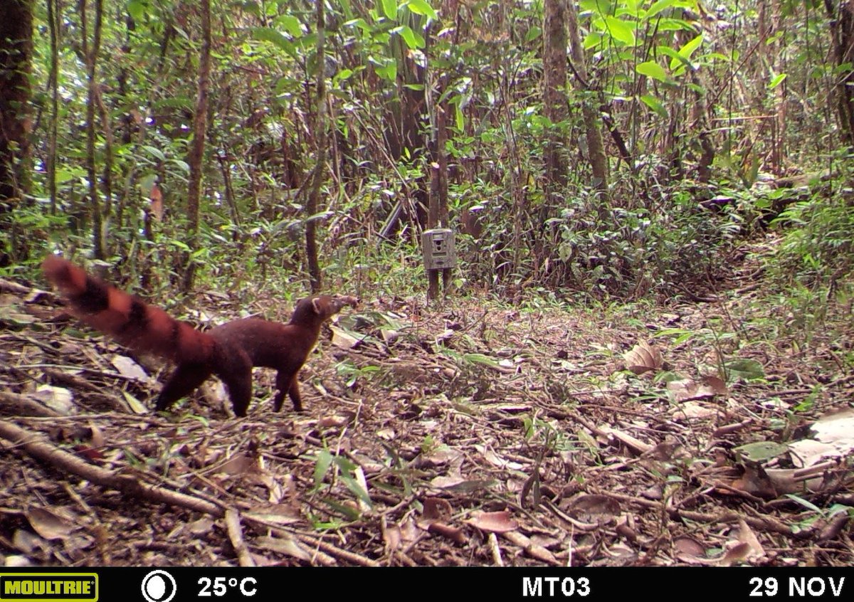 am_anatiala's tweet photo. All three of Makira's vontsiras (ring-tailed, broad-striped, & brown-tailed) for V! #cameratrapabc https://t.co/NL8VRpSmfy