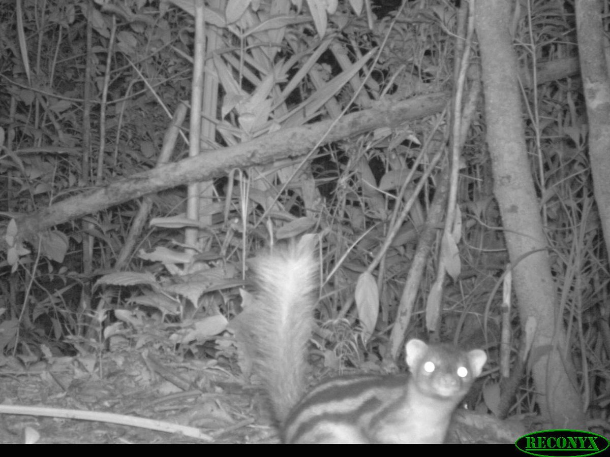 am_anatiala's tweet photo. All three of Makira's vontsiras (ring-tailed, broad-striped, & brown-tailed) for V! #cameratrapabc https://t.co/NL8VRpSmfy
