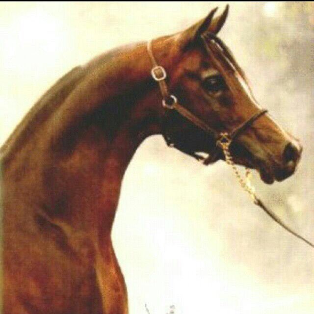 abo3mal tweet picture