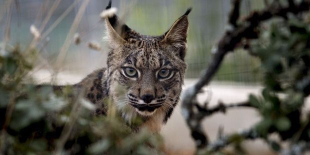 PartidoPACMA's tweet photo. Hallan muerto en Jaén al segundo lince en lo que va de año. Ha caído en una trampa de caza y ha muerto agónicamente  https://t.co/5RPsZIQrwJ https://t.co/wQCkhiUgxh