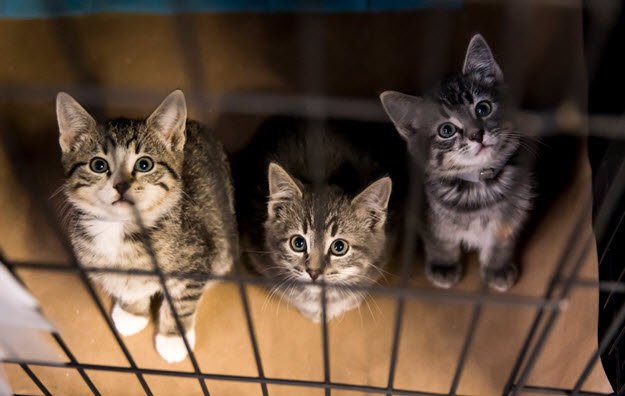 kittytopia tweet media