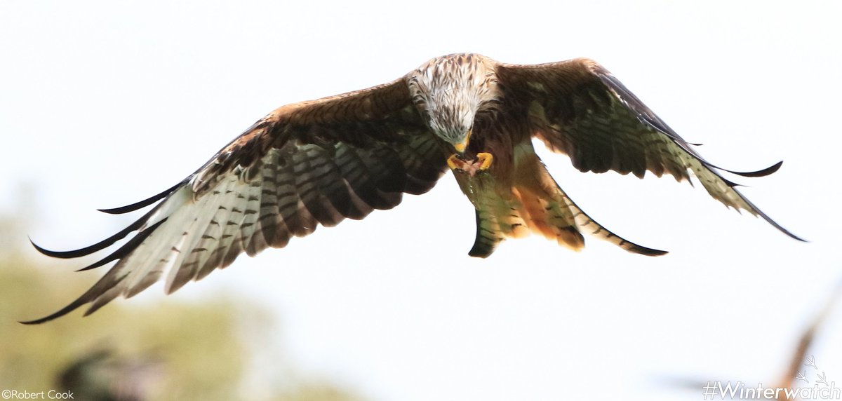 BBCSpringwatch's tweet photo. Red kites are so agile they can even eat whilst flying! #Winterwatch https://t.co/06LoETXAFy