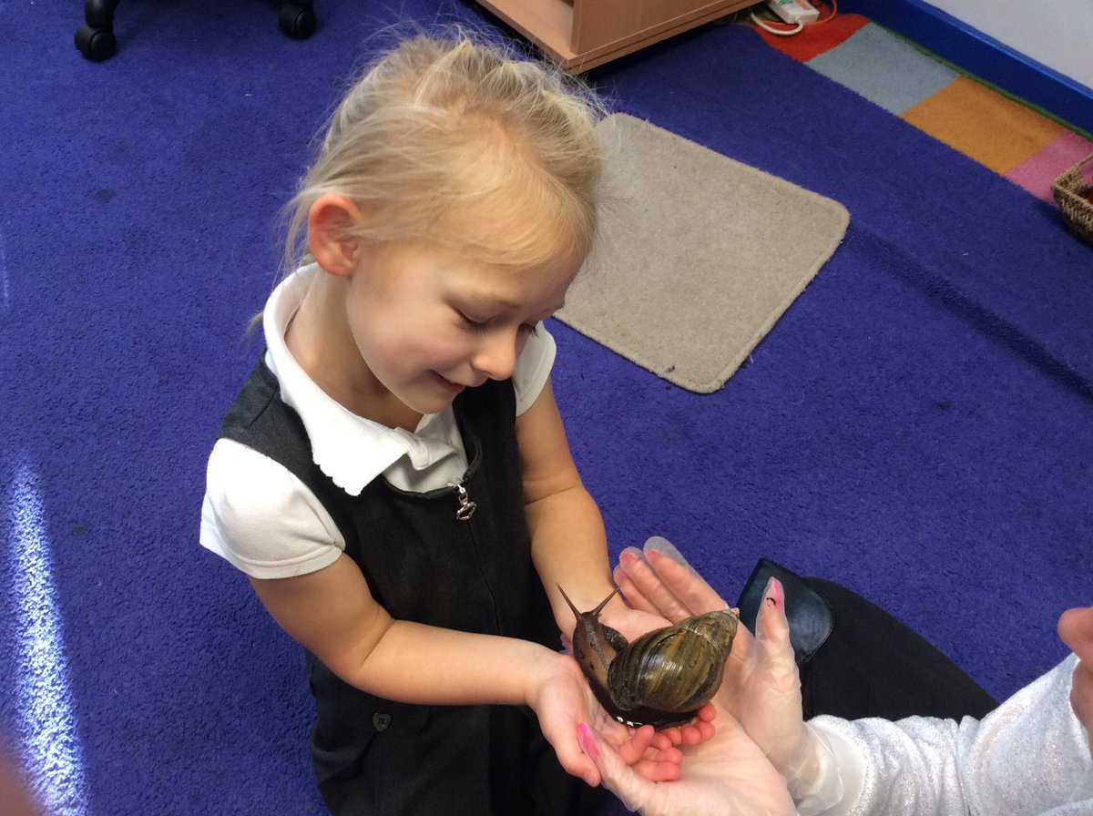 misshobanEYFS's tweet photo. We have been meeting our new class pet 'Turbo' today. Carefully handling him and remembering to wash our hands! https://t.co/aYszK79LSS