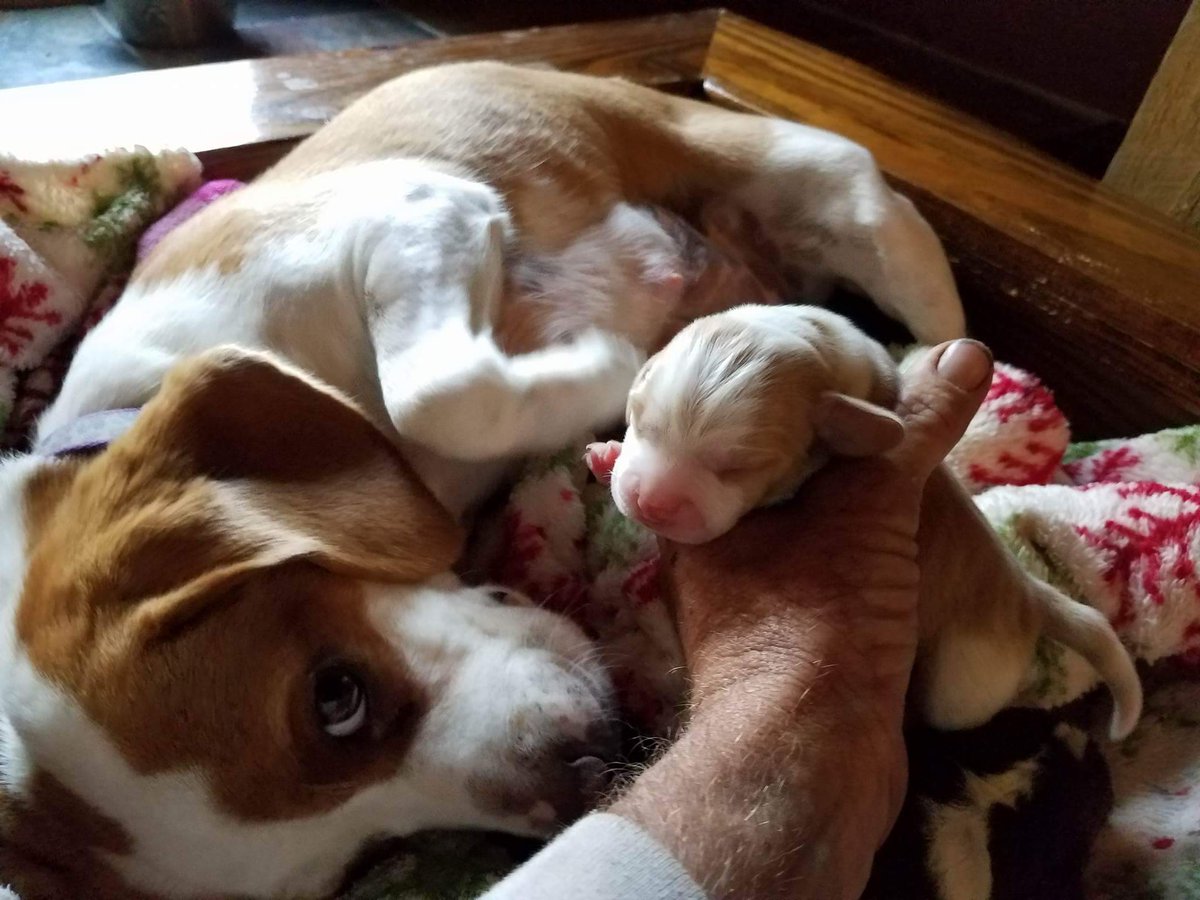 renegartweet's tweet photo. Meet "John Lemmon". He was born on October 20th, 2016 and he is one of only two puppies in "Butterscotch's" first litter. #johnlemmon https://t.co/Oo7mMcEzgB