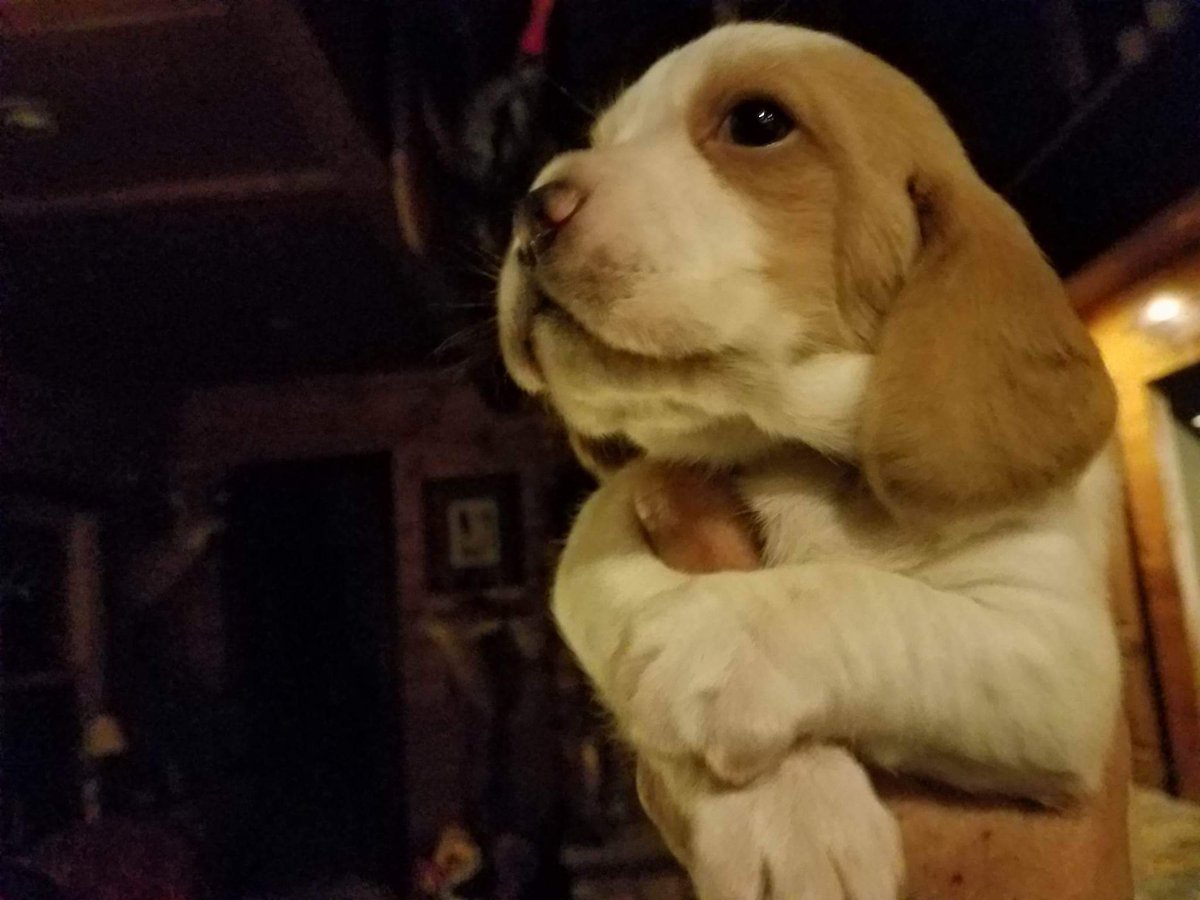 renegartweet's tweet photo. Meet "John Lemmon". He was born on October 20th, 2016 and he is one of only two puppies in "Butterscotch's" first litter. #johnlemmon https://t.co/Oo7mMcEzgB