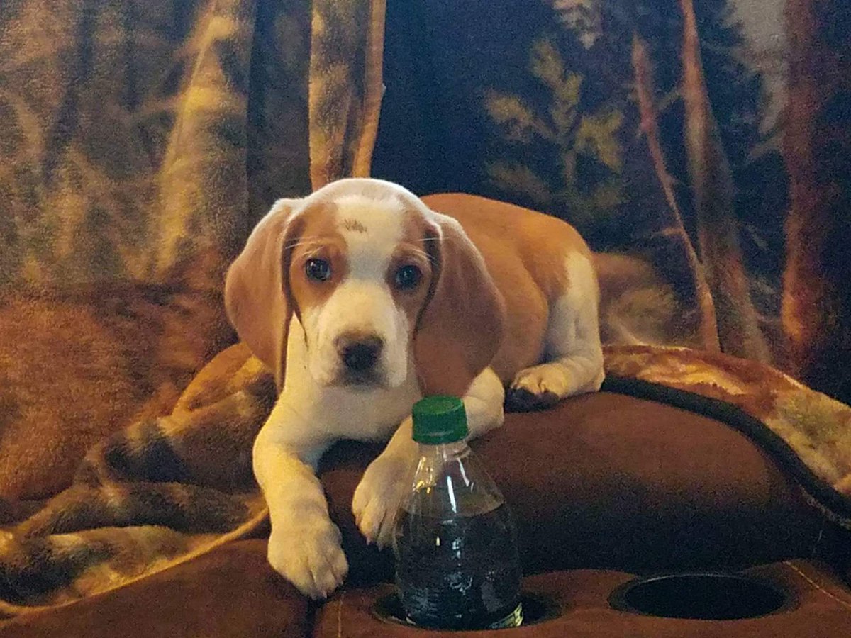 renegartweet's tweet photo. Meet "John Lemmon". He was born on October 20th, 2016 and he is one of only two puppies in "Butterscotch's" first litter. #johnlemmon https://t.co/Oo7mMcEzgB