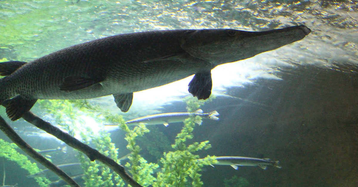 SEA LIFE at Mall of America tweet media