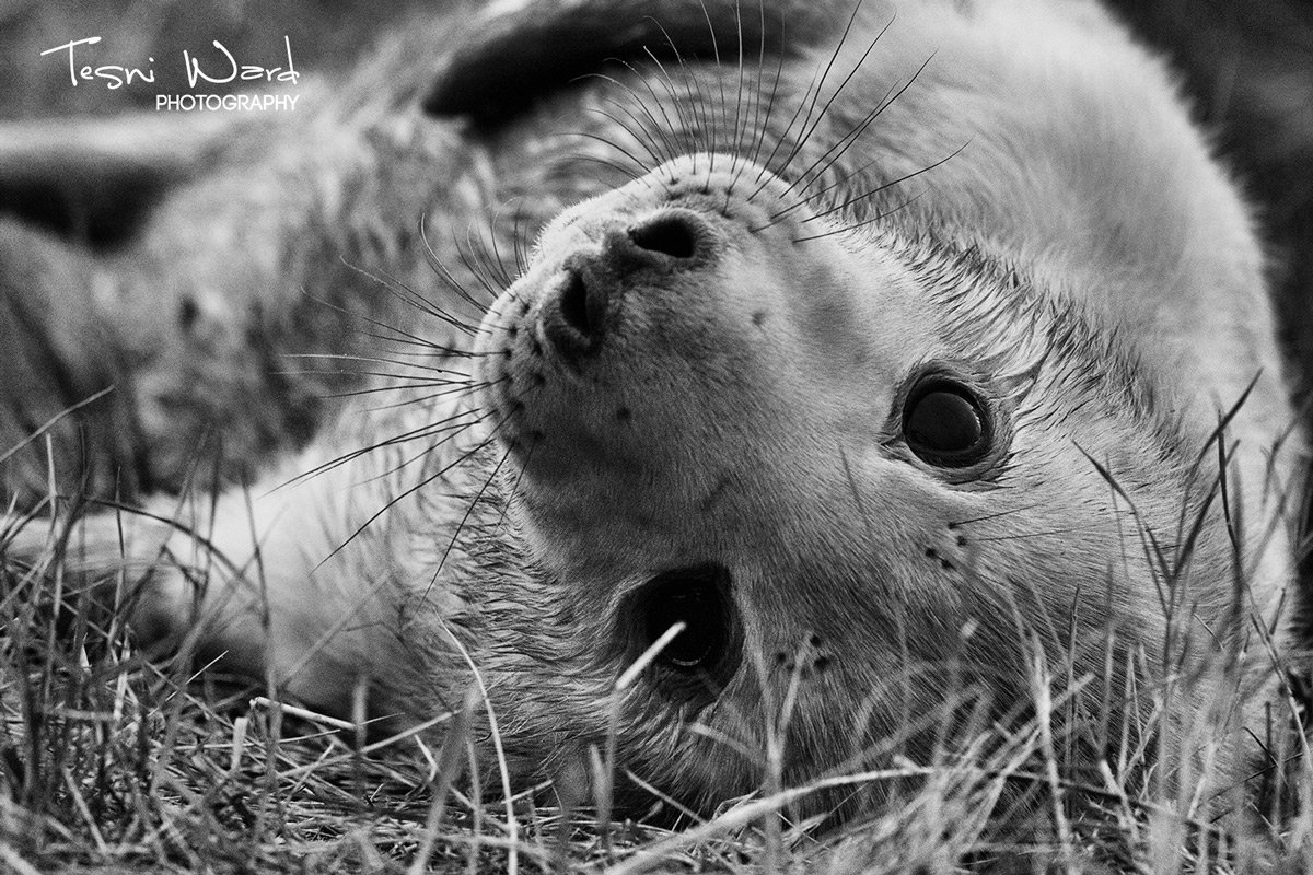 Winter doesn’t mean wildlife photographers should shut up shop. Let @Taznii show you what she means bit.ly/2hhTRiU