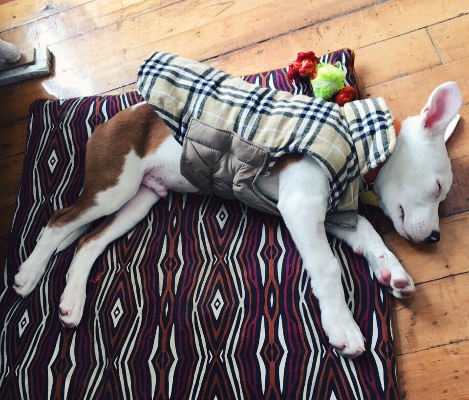 SaveABullMN's tweet photo. Jack is hanging out at the office with his foster mom! #AdoptJack https://t.co/A8yxhRD39t https://t.co/6XDMWwbEJ5
