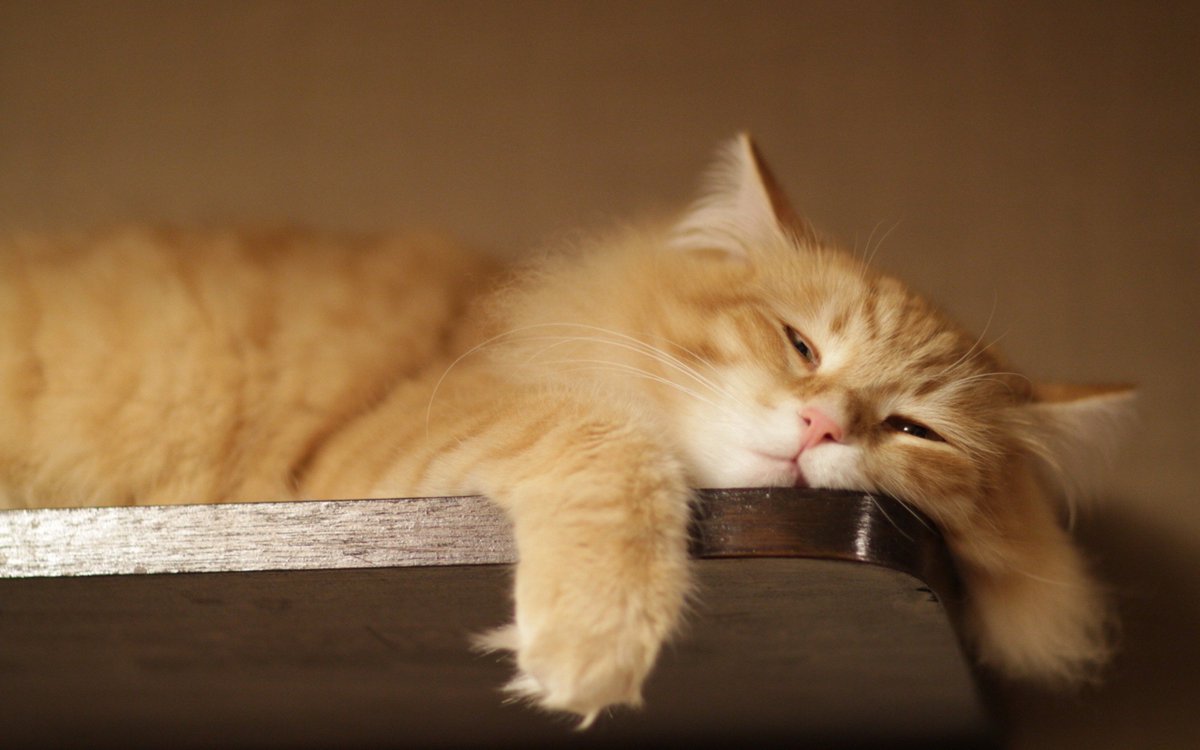 NOseOffensePets's tweet photo. "oh, it's friday the 13th?!? yes, I am very scared.." https://t.co/JECZrHynGL