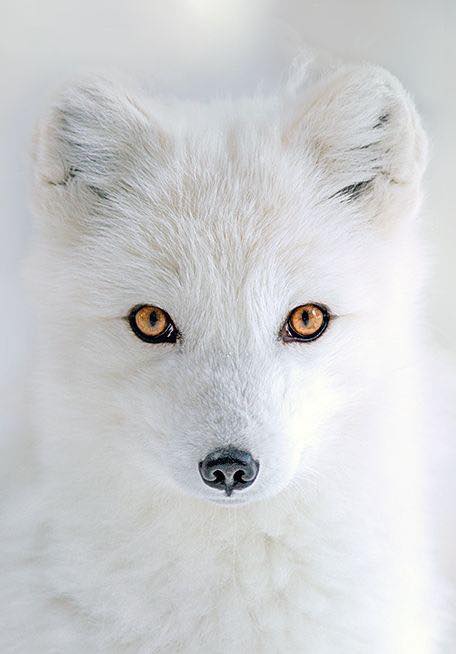betty_vev's tweet photo. You can't depend on your eyes when your imagination is out of focus. 

Mark Twain https://t.co/L754DbnNGV