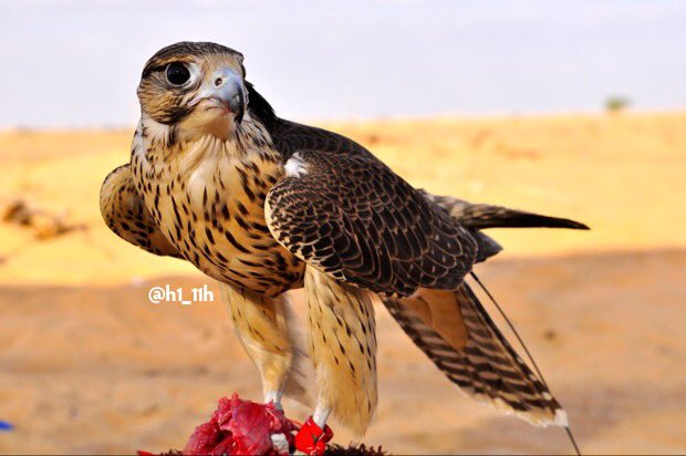 2Q1___'s tweet photo. :
:
ما جاعــت صقـور تشبعها مخالبها 
مادام الارزاق مقسومه من الوالي
-
معـادن الـناس تكشفهــا تجاربها 
تبيـن رخيصها و تبيـن الغالــــي 
:
: https://t.co/zhqxGpMADl