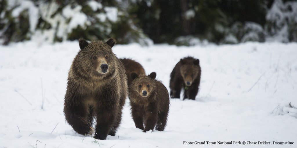 NPCA's tweet image. The future of wolves, grizzlies &amp;amp; bison will be in @RepRyanZinke’s hands – will they be protected? parkb.it/2jAB4gI