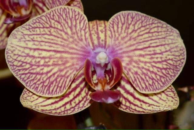 LMommywood's tweet photo. Love Orchids!!! #photography #nature #photographerslife #nikon #nikonmacrolens https://t.co/XoVrbcLPpW