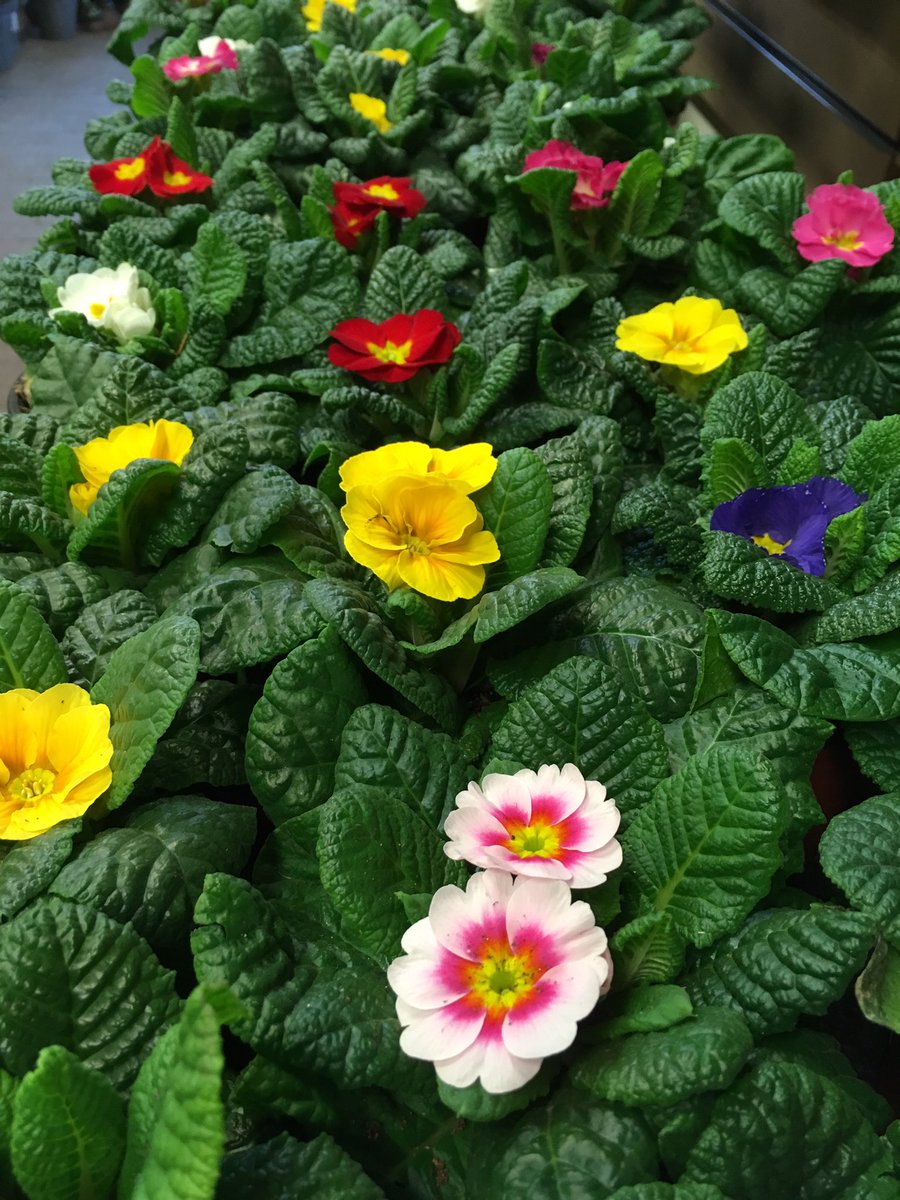 VisitPlantation's tweet photo. First signs of spring arrived in our garden shop this week &amp; delicious new menu being served in our cafe too 😋🌸 #Knutsford @TweetCheshire https://t.co/JRDel4wMBW