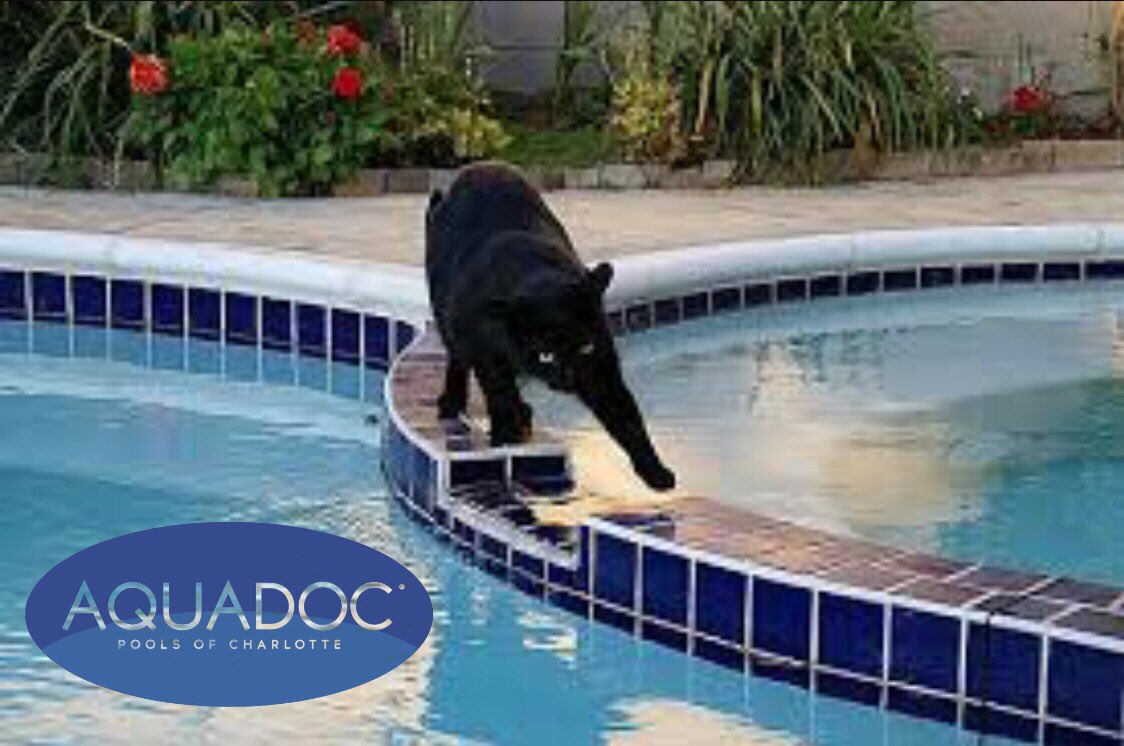 AquadocPools tweet picture