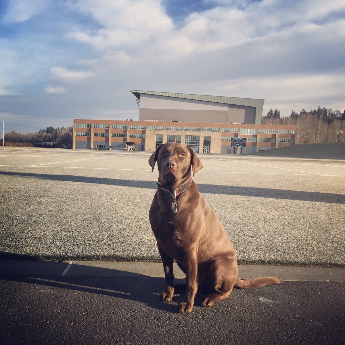 RyetheTurfDog's tweet photo. Black cat crosses your path today-the best remedy is giving a #ChocolateLab a treat. I'm available @Seahawks @12s #FridayThe13th #BlueFriday https://t.co/kVIHA15xO3