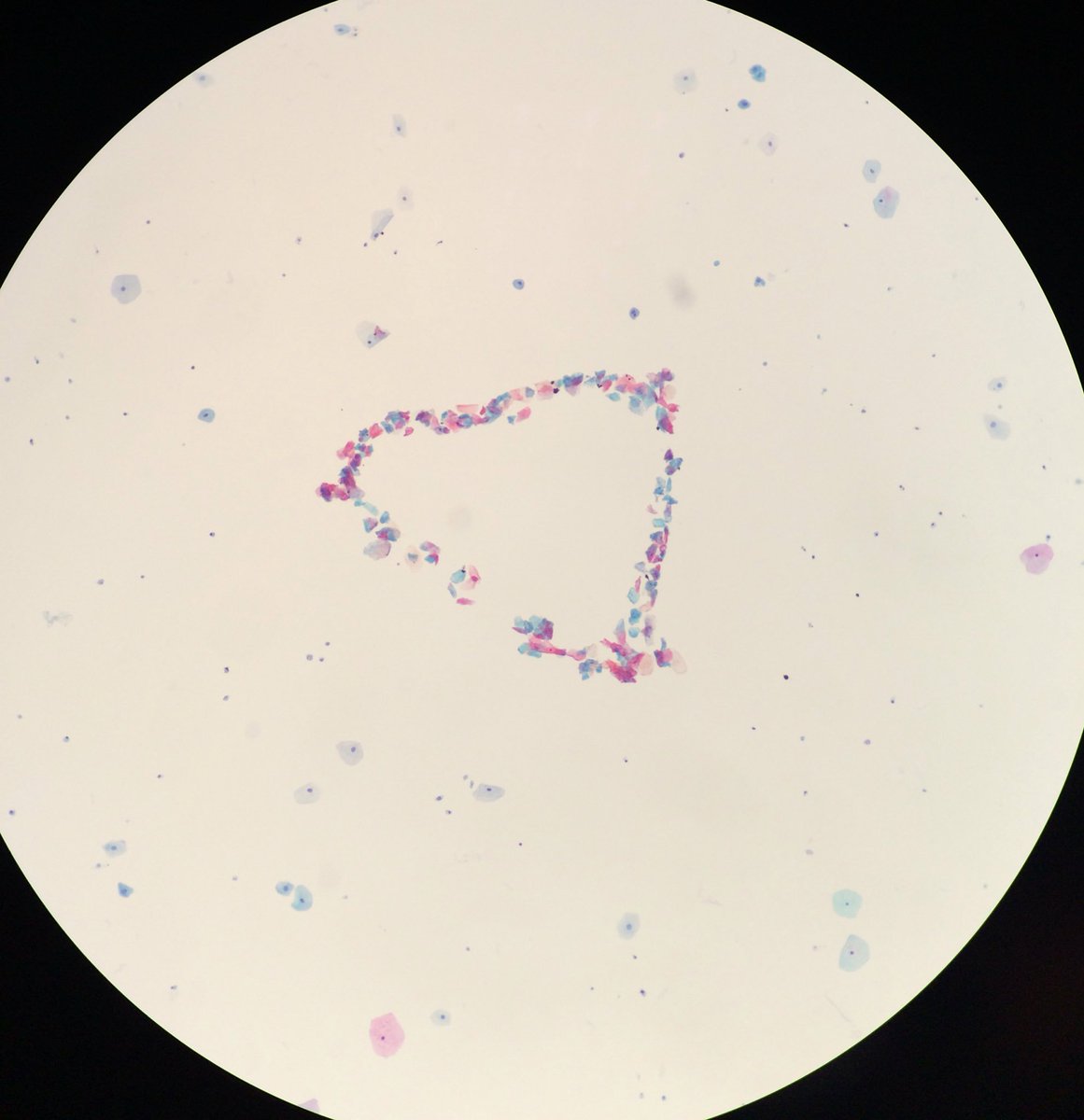 450hillgirl's tweet image. ❤️ on my slide #microscopeart #sciencegeek