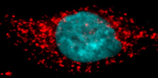ToxSci's tweet image. #Pyrethroid #insecticides and their effects of mitochondrial function. #ToxSciCover bit.ly/2jvAFAh