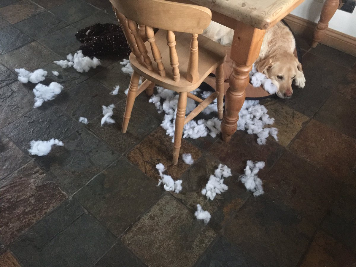HelenTodman's tweet photo. Before and after in #Vizsla puppy life. That's the bed gone. Butter wouldn't melt! #bwm https://t.co/RUVRD1rxtR