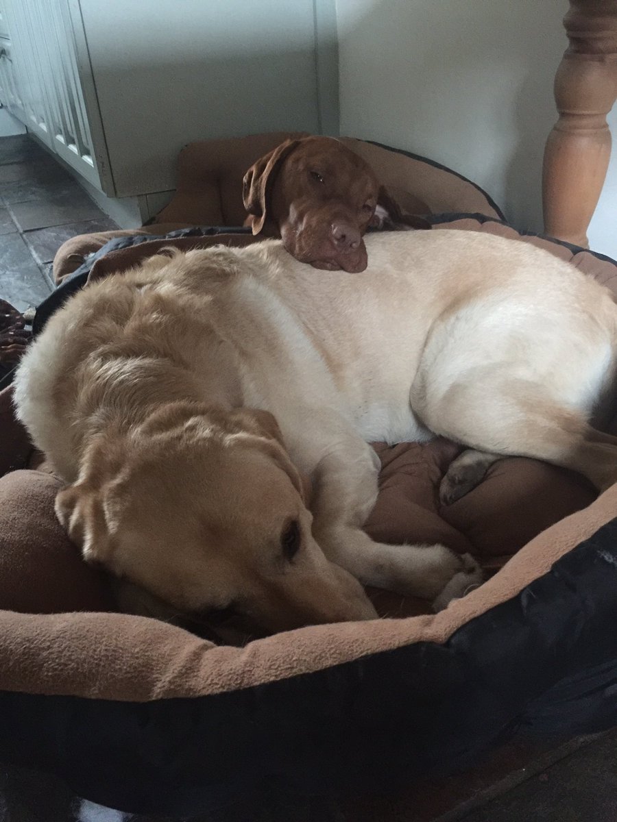 HelenTodman's tweet photo. Before and after in #Vizsla puppy life. That's the bed gone. Butter wouldn't melt! #bwm https://t.co/RUVRD1rxtR