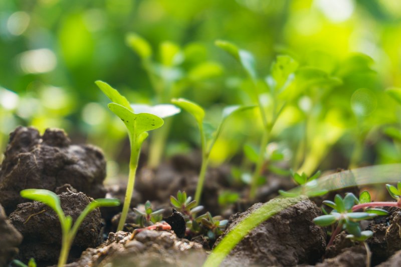occupytheseed's tweet photo. Reducing #Seed to codes for gene banks is robbery of #FarmersKnowledge https://t.co/leZSpWtOFz @drvandanashiva #LivingSeed in #LivingSoil https://t.co/Iba8fbtB4Z