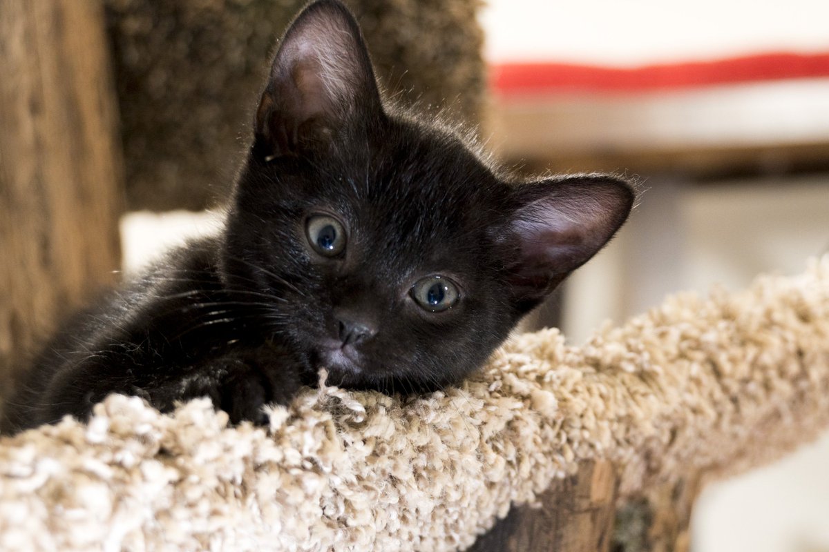 kitten_academy's tweet photo. Black cats on #friday13th! #spooky! #TheTextiles. https://t.co/ZO7zibqWqL
