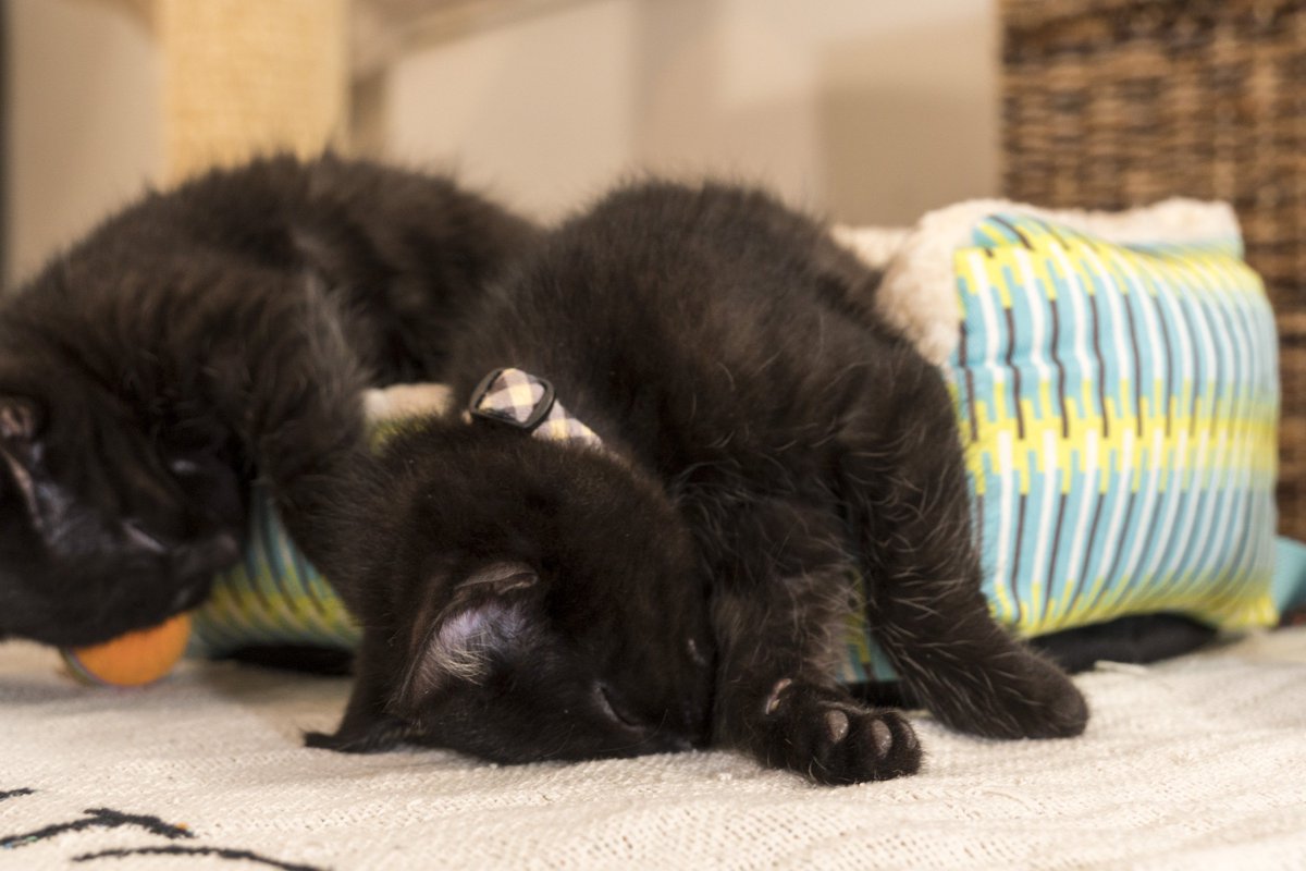 kitten_academy's tweet photo. Some black cats just want to sleep through #friday13th. Mom also looks unimpressed. #FridayThe13th #TheTextiles https://t.co/22vtkfWEdi