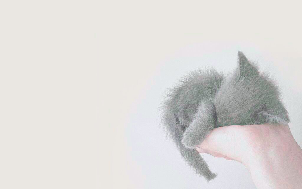 Gate_xo's tweet photo. สีเทา~ 🐱
•Edit by : Me.
#cat #cats #gray #wallpaper #wallphone #แจกรูป #แจกวอล #วอลเปเปอร์ #วอลโฟน https://t.co/SyKId2N9m5