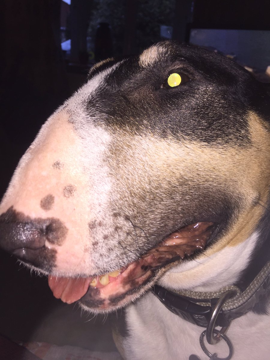 wonderwatson1's tweet photo. Look into my eyes....you will give me exactly what I want &amp; when I want it..#englishbullterrier #spookyeye #devildog ❤️❤️ https://t.co/53uiLXyqOy