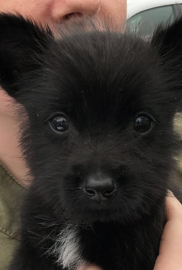 GregLeeKTVU's tweet photo. #Irvine PD arrests Megan Hoechstetter. Accused of selling sick puppies from fake rescue website. Not giving dogs proper care. 19 rescued. https://t.co/p0UnoCCYL0