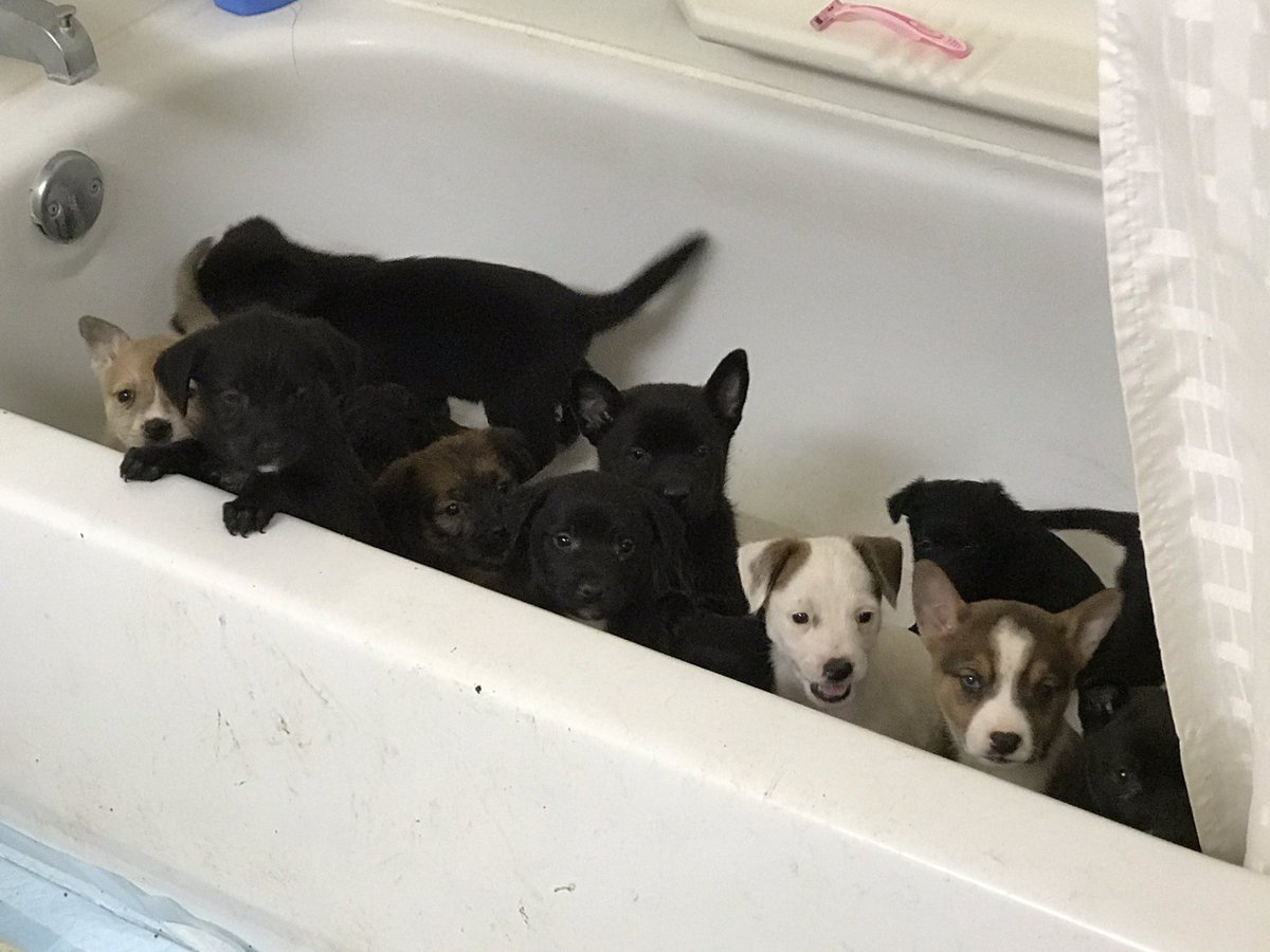 GregLeeKTVU's tweet photo. #Irvine PD arrests Megan Hoechstetter. Accused of selling sick puppies from fake rescue website. Not giving dogs proper care. 19 rescued. https://t.co/p0UnoCCYL0