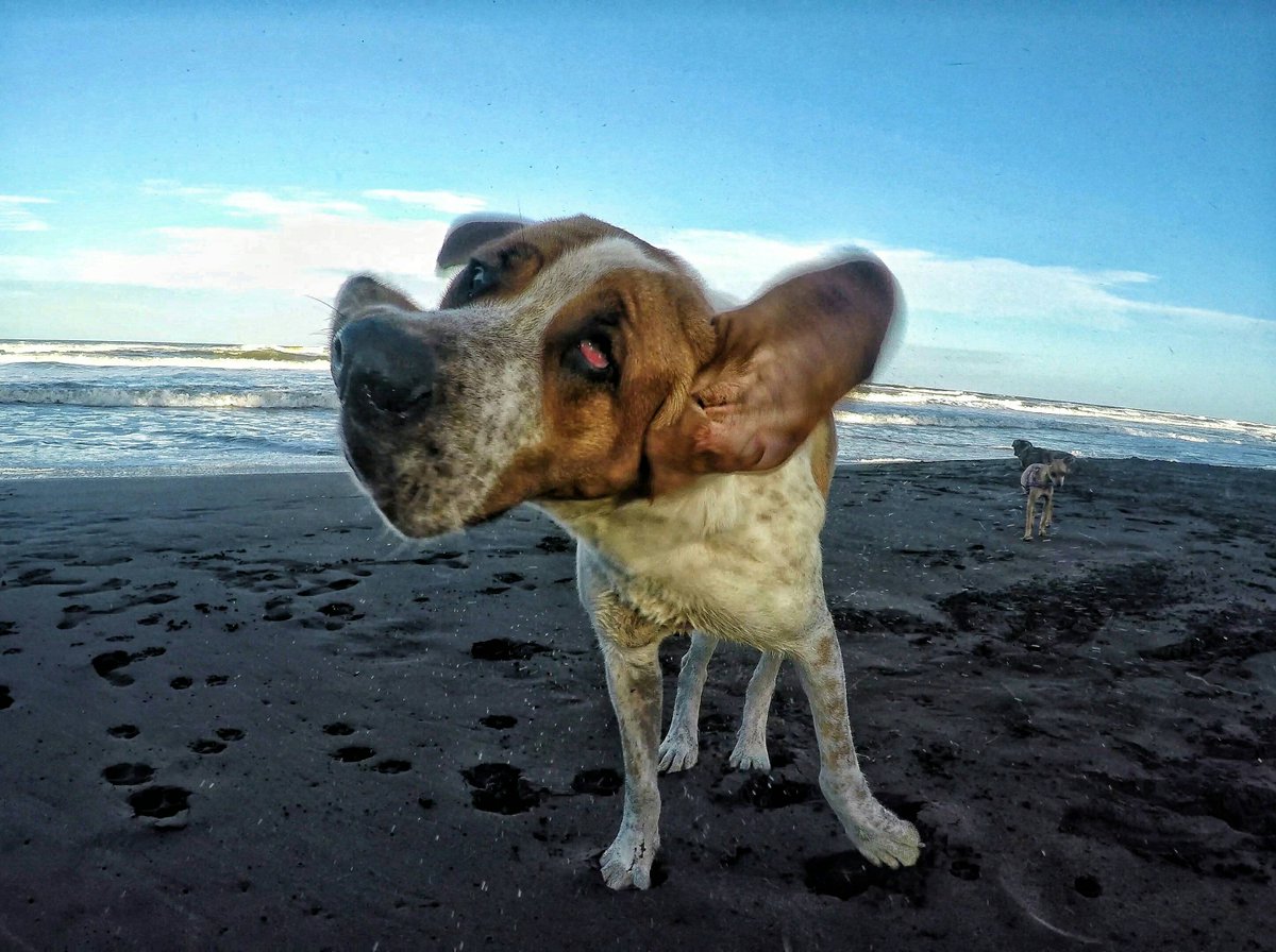 360Honeymoon's tweet photo. Ahoy there sloppy chops 😅 @GoPro @costaricaexprts @BuzzFeedAnimals #dogsoftwitter #costatica #travel #doglover #cute #animals #dogs #animals https://t.co/CKxS6MhBtt