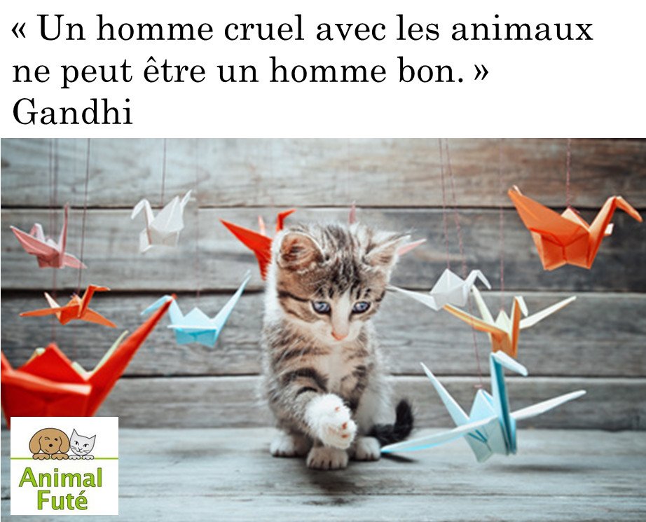 AnimalFute's tweet photo. Animal Futé vous souhaite un bon week-end
#animaux #AnimalFute
https://t.co/ULmXegU4wL, échange de garde d'animaux entre particuliers https://t.co/zM6zVJ8FTL