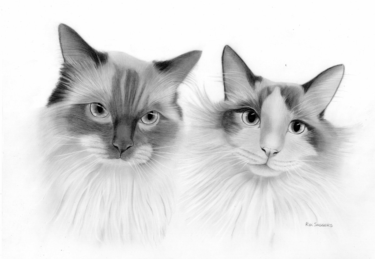 RikSaggers's tweet photo. #DrawingUpdate Cat lovers, portraits accepted :D! A drawing I have been working on today #Art #Drawing #Gift #Valentines #Cats https://t.co/O90Z3e05z2