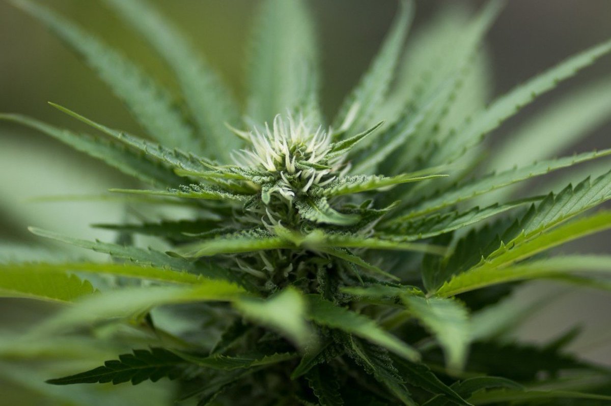 THEMMEXCHANGE's tweet photo. The definitive guide to what experts know about the effects of #marijuana use 

https://t.co/EXwbQey2nw #MME #cannabis #marijuana https://t.co/PRIsg4mxjn