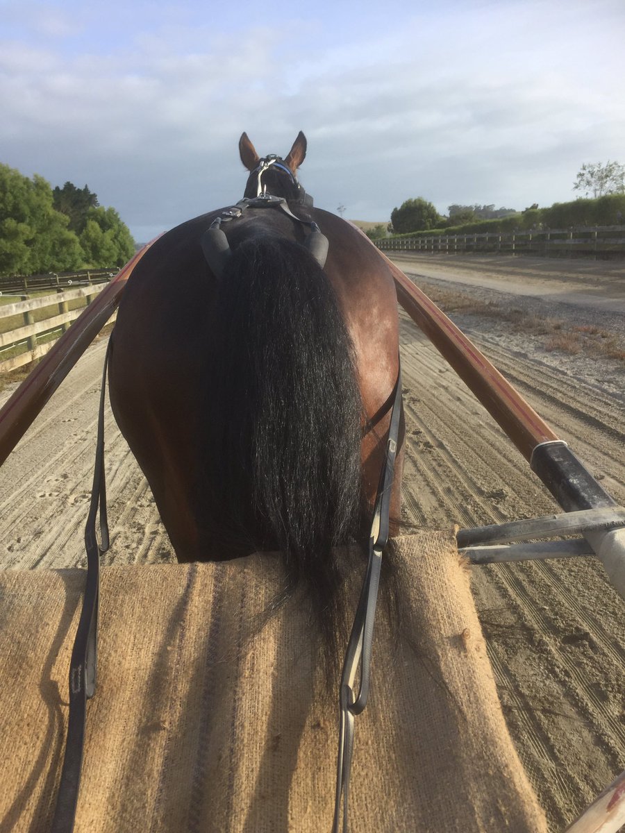 DickieJoshua's tweet photo. Speeding Spur jogging around this morning temperature has dropped to normal over night @WoodlandsStudNZ https://t.co/USLXoxtdmD