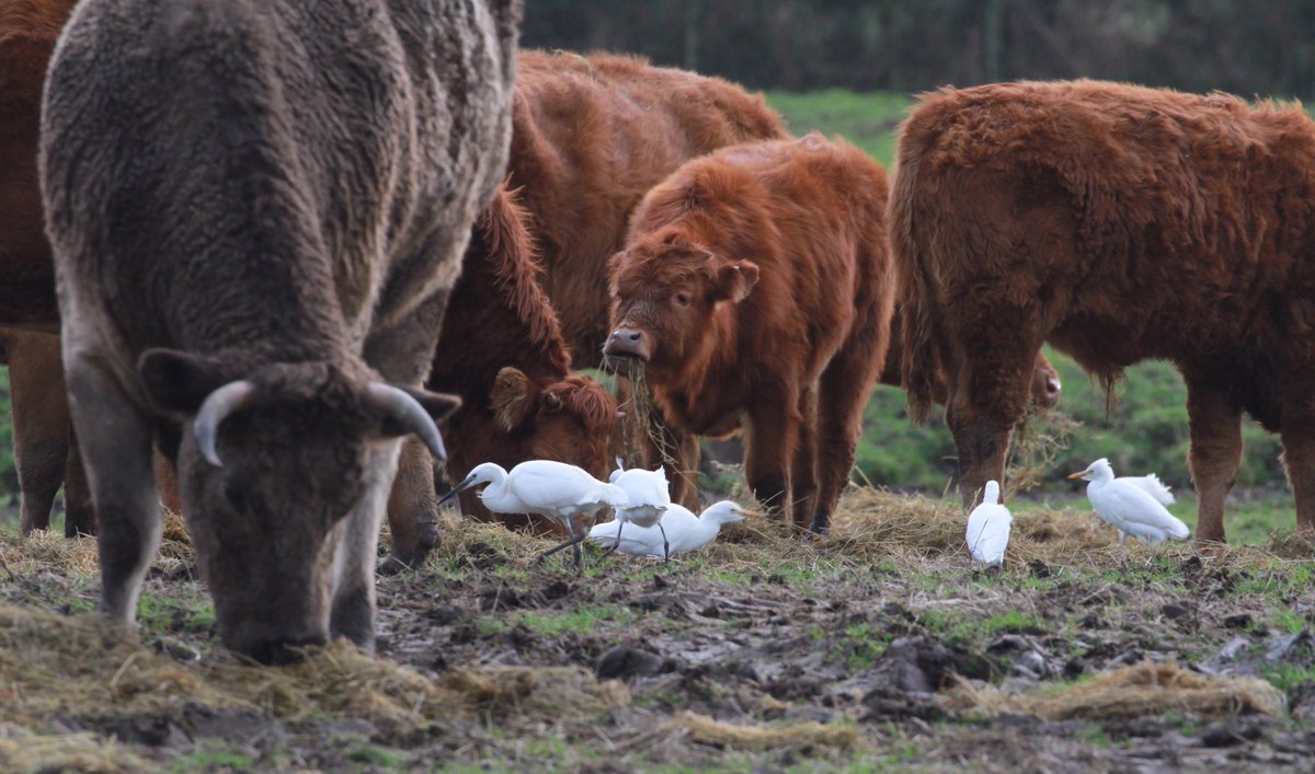 DanBrownNature's tweet photo. Few more of the Egret-fest on Anglesey at the moment. At least 9 Little &amp; 5 Cattle Egrets feeding together #vagrants20yearsago #rangechange https://t.co/5gnbLwJJ49