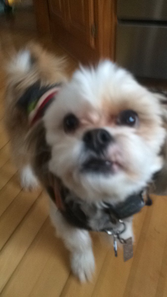 miles_abby's tweet photo. what more could one need in life❤️🐶 https://t.co/uFZSktj8N3